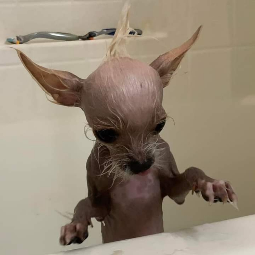 Meet your Posher, Michelle